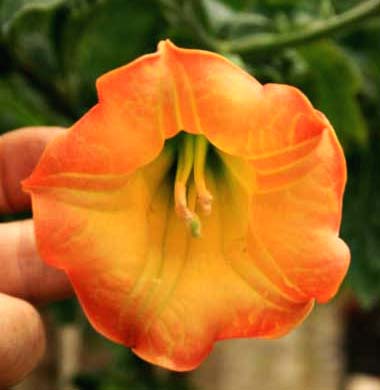Blüte der B. sanguinea